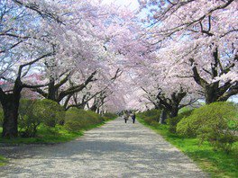 樹齢90年を超える桜の並木を散策できる