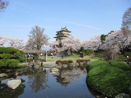 高島城と桜の共演