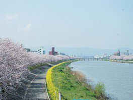 【桜・見ごろ】行橋市　今川河畔桜