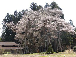 【桜・見ごろ】草岡の大明神ザクラ