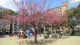 きれいに咲き誇る横浜緋桜