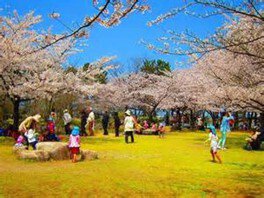 【桜・見ごろ】県立鳥屋野潟公園・鐘木地区 ソメイヨシノ