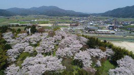 【桜・見ごろ】多武の峰公園