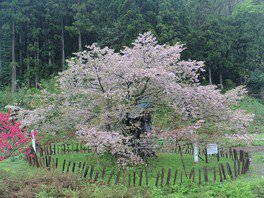 樹齢400年の霞桜(かすみ桜)が咲き誇る