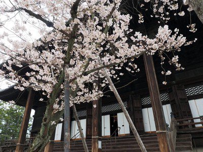 百萬遍知恩寺の桜