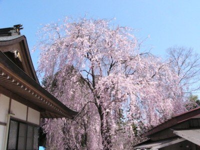 【桜・見ごろ】法蔵寺のしだれざくら