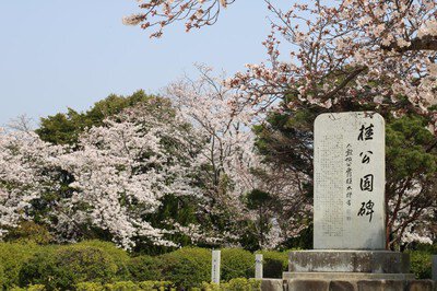 桂公園の桜