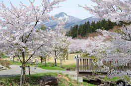 亀ヶ城跡の桜