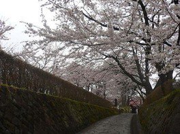 【桜・見ごろ】桜山公園（桜山護国神社）