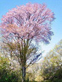 登山・茨城　山桜の里 常陸三山 加波山