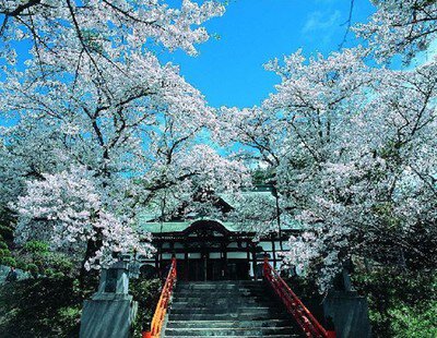 遠野福泉寺の桜