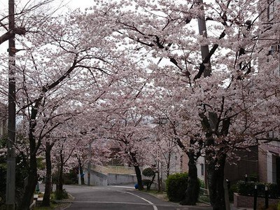 枚岡公園の桜