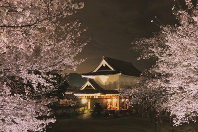 勝龍寺城　桜のライトアップ