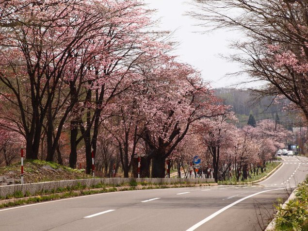 【桜・見ごろ】登別温泉　桜のトンネル