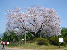 【桜・見ごろ】東尾大塚古墳の一本桜