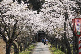 【桜・見ごろ】茅部神社の桜並木