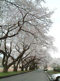 【桜・見ごろ】小坂中央公園