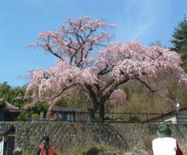 【桜・見ごろ】永泉寺のシダレザクラ