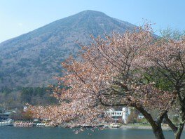 【桜・見ごろ】中禅寺湖