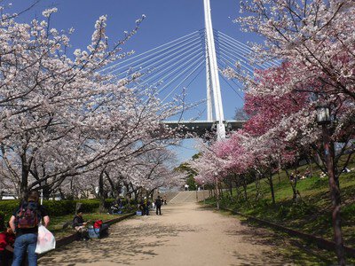 天保山公園の桜