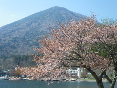 【桜・見ごろ】中禅寺湖