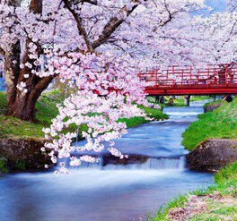 観音寺川の満開の桜並木を歩く