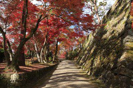 丹波亀山城址の石垣に紅葉が美しく映える