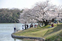 【桜・見ごろ】洲原公園