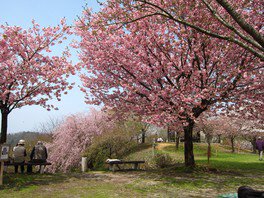桜公園の桜