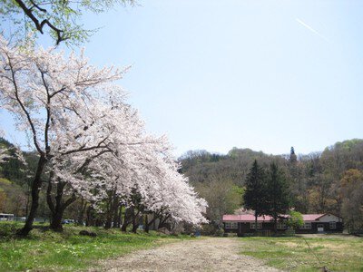 【桜・見ごろ】中滝ふるさと学舎