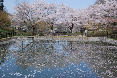 【桜・見ごろ】奈良県営馬見丘陵公園