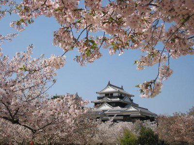 【桜・見ごろ】松山城
