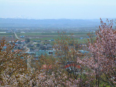 【桜・見ごろ】円山公園