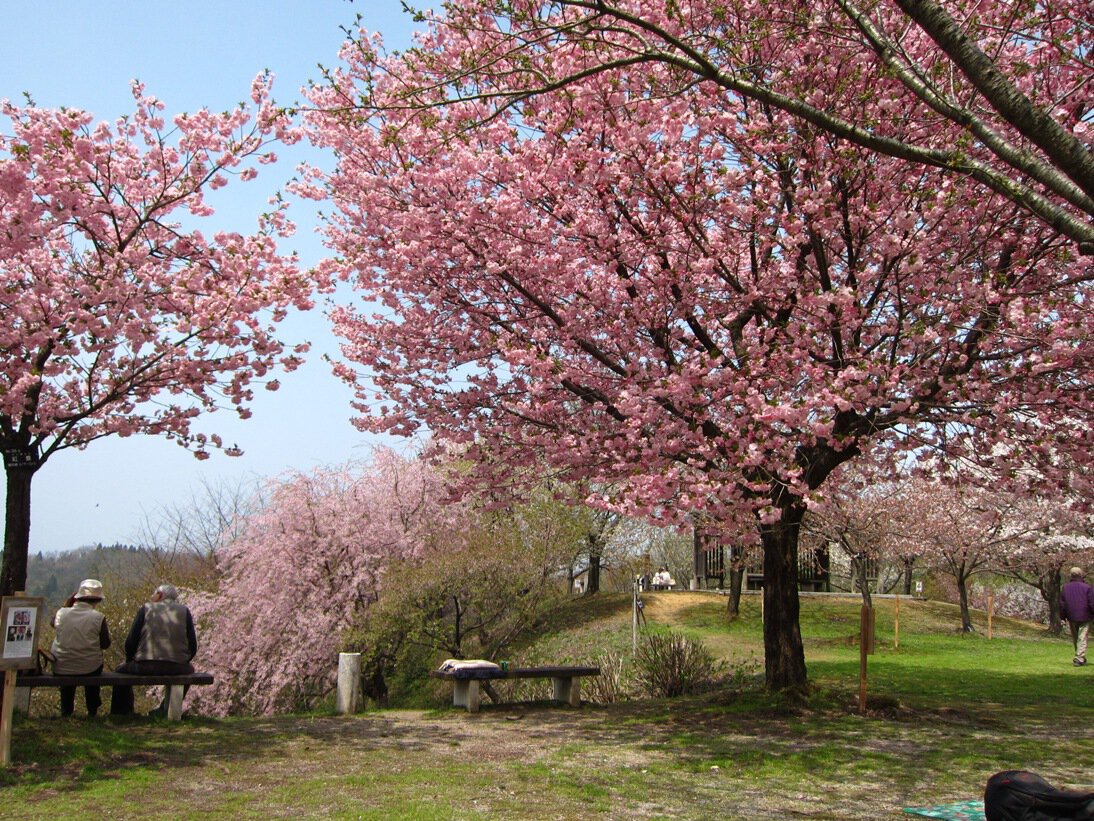 新潟県の桜名所 お花見21 ウォーカープラス