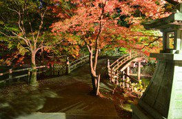 光に照らされた紅葉の樹々が公園を鮮やかに彩る