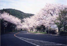 津峯公園の桜