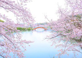 鏡のような水面に映る赤橋と桜のコントラストを楽しめる