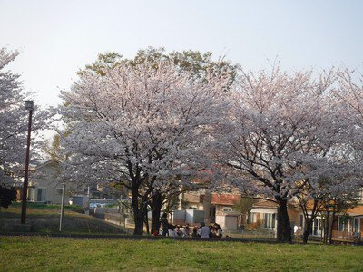 加須はなさき公園の桜