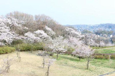【桜・見ごろ】狭山湖周辺