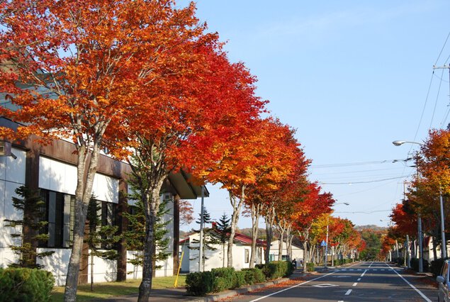標茶中学校の並木道の紅葉