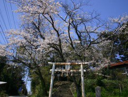 【桜・見ごろ】木の根神社