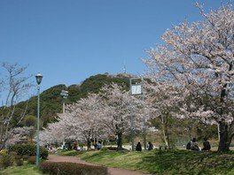 【桜・見ごろ】日の隈公園