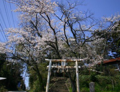 【桜・見ごろ】木の根神社