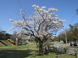 赤坂山公園の桜