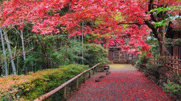 園内の茶室「三礫庵」に続く道が紅葉で彩られる