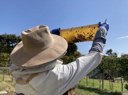 夏の養蜂・採蜜体験（+座学、里山散策、採れたてハチミツ試食会付き）ワークショップ