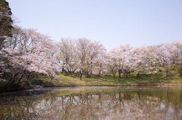 園内の桜の風景