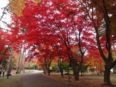 香雪園(見晴公園内)の紅葉