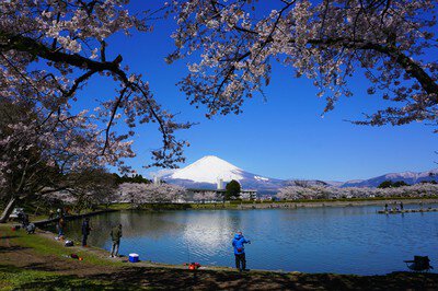 【桜・見ごろ】東山湖