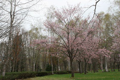 ふうれん望湖台自然公園の桜
